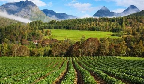 Fraises poussant dans les champs entre les montagnes à Valldal