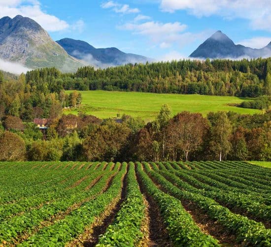 Cultivo de fresas en los campos entre las montañas de Valldal