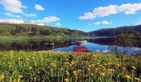 Gele bloemen in een groen veld op de overs van een fjord, Noorwegen