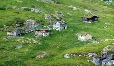 Wooden houses with grass on the rooftops in the green mountains outside Geiranger