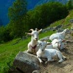 Witte geiten liggen te rusten lands de weg in de bergen buiten Geiranger, Noorwegen