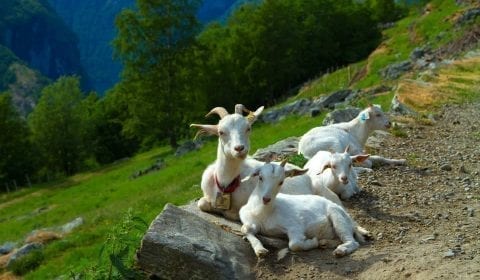 Witte geiten liggen te rusten lands de weg in de bergen buiten Geiranger, Noorwegen