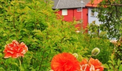 Flores de colores en un jardín en Molde con un crucero en el fiordo Romsdalsfjord al fondo