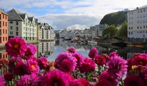 Fiori color lilla al canale di Brosundet ad Ålesund