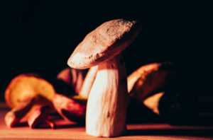 A variety of foraged mushrooms on a wooden countertop